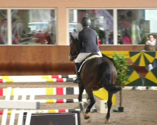 Reitturnier Dettingen 2019