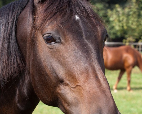 horse Holly Golightly (Oldenburg, 1998, from Germanicus Rex)