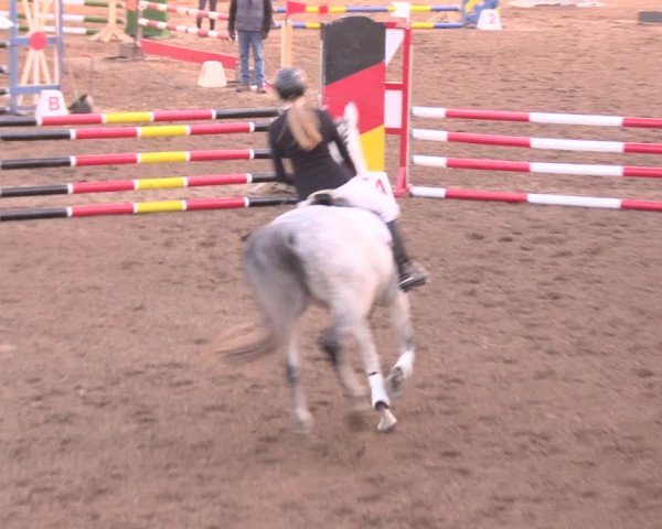 Reitturnier Dallgow 2019