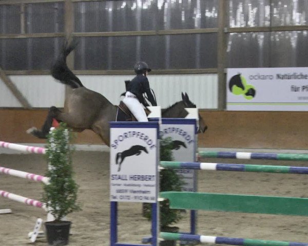 Reitturnier Viernheim 2019