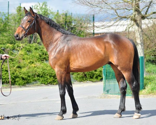 Deckhengst Vick Manciais (Selle Français, 2009, von Quick Star) Deckhengst Vick Manciais (Selle Français, 2009, von Quick Star)