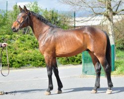 Deckhengst Vick Manciais (Selle Français, 2009, von Quick Star)