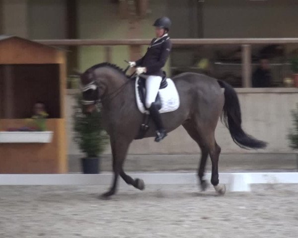 Reitturnier Heidelberg-Kirchheim 2019
