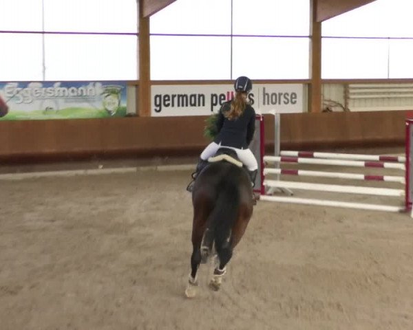Reitturnier Dettingen 2019