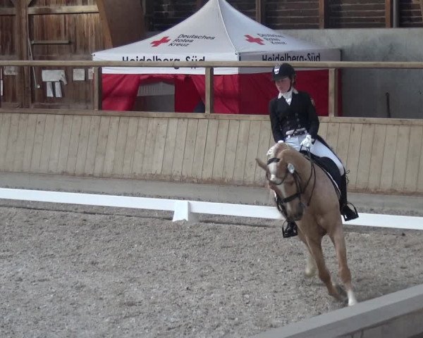 Reitturnier Heidelberg-Kirchheim 2019