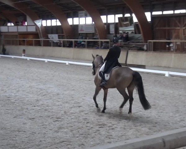 Reitturnier Heidelberg-Kirchheim 2019
