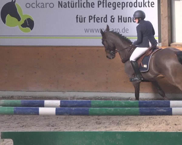 Reitturnier Viernheim 2019