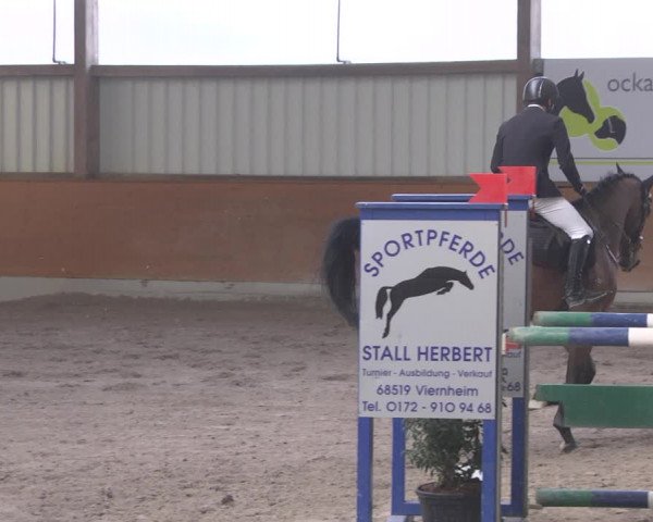 Reitturnier Viernheim 2019