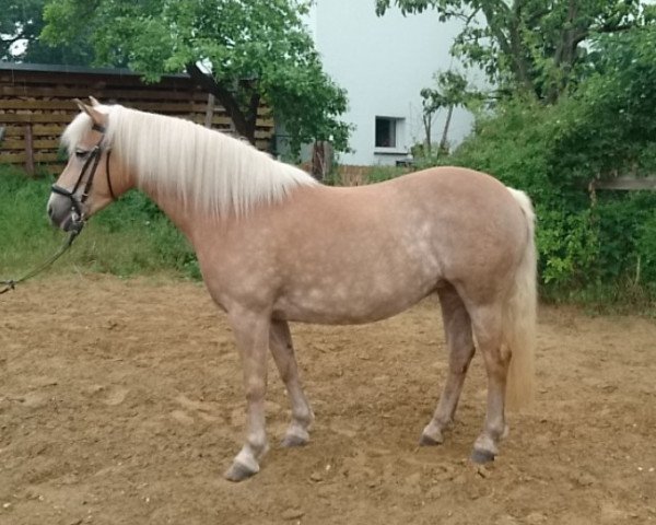 Zuchtstute Ultra cool (2,34% ox) (Edelbluthaflinger, 2009, von Nordhauch (9,375% ox))