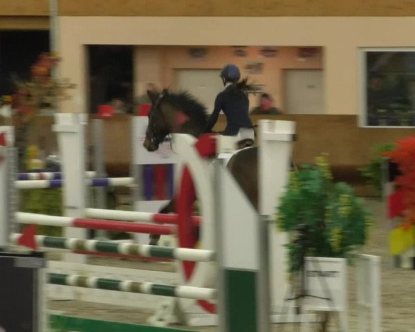 Reitturnier Dettingen 2019