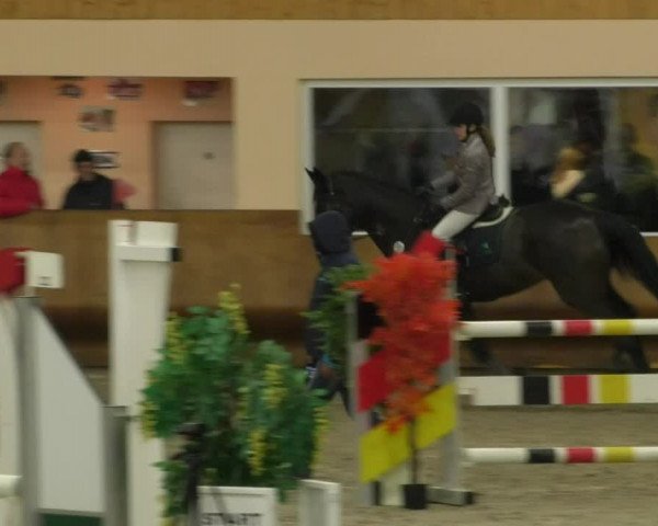 Reitturnier Dettingen 2019