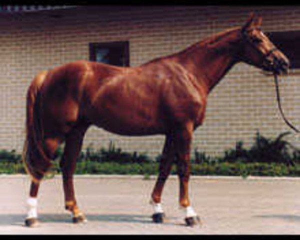 Deckhengst First Bride (Selle Français, 1993, von Paladin des Ifs)