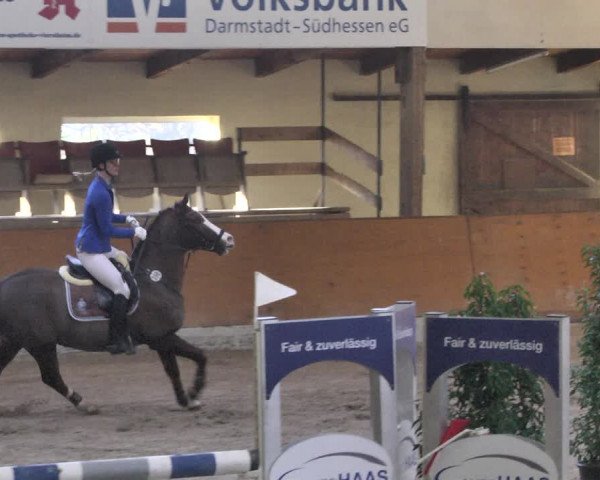 Reitturnier Viernheim 2019