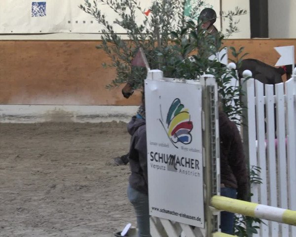 Reitturnier Viernheim 2019
