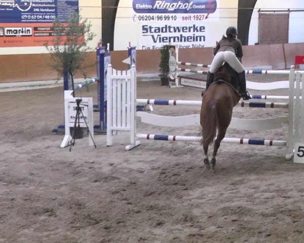 Reitturnier Viernheim 2019
