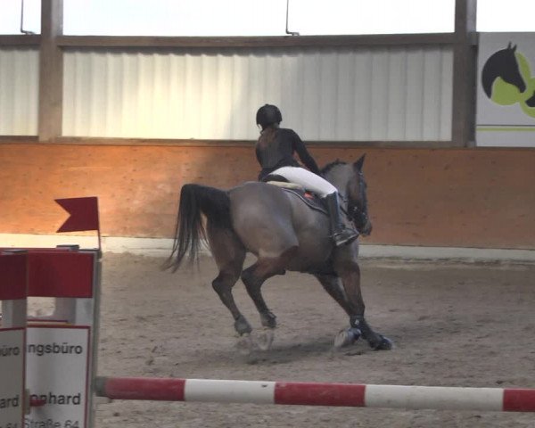 Reitturnier Viernheim 2019