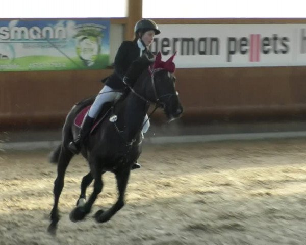Reitturnier Dettingen 2019