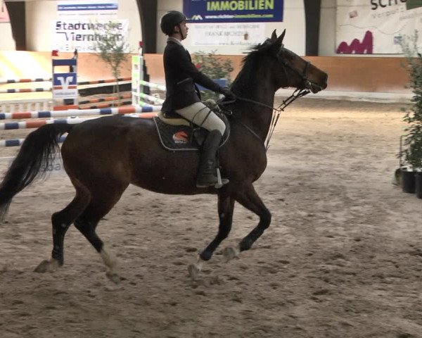 Reitturnier Viernheim 2019