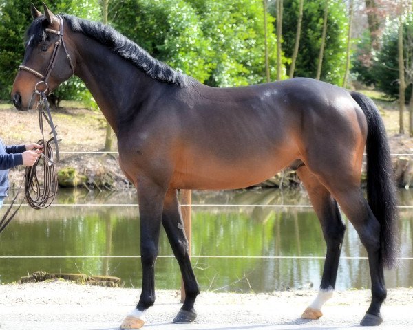 Pferd Cougar G (Holsteiner, 2013, von Cormint)