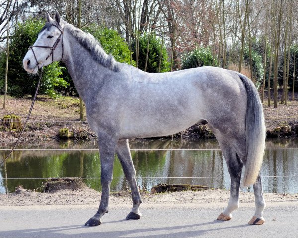 horse Zorbas G (Holsteiner, 2013, from Zirocco Blue)