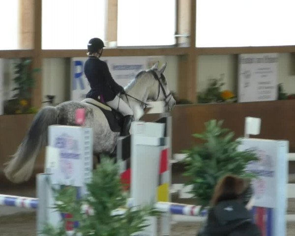 Reitturnier Dettingen 2019