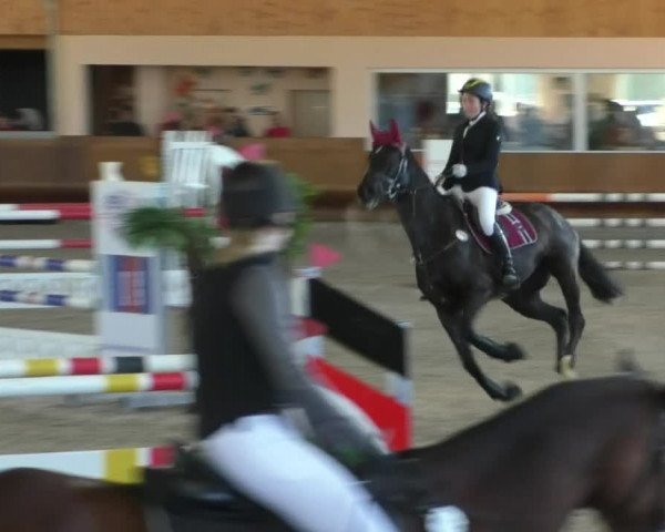 Reitturnier Dettingen 2019
