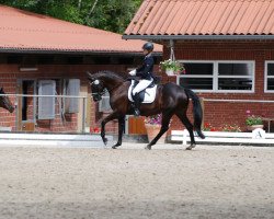 dressage horse Rubiniera (Oldenburg, 2009, from Rubinero 2)