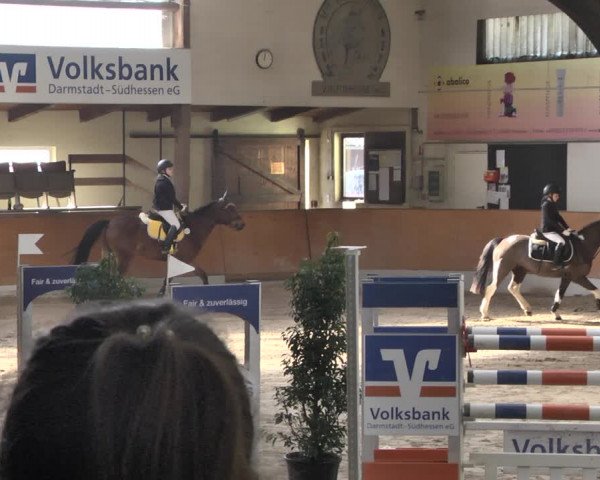 Reitturnier Viernheim 2019