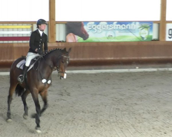 Reitturnier Dettingen 2019