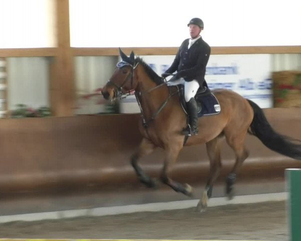 Reitturnier Dettingen 2019