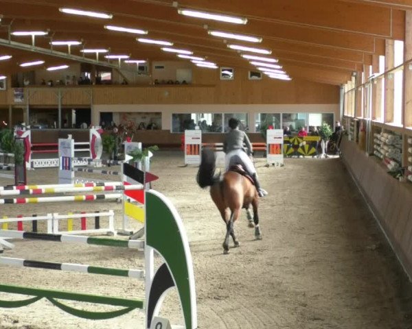 Reitturnier Dettingen 2019