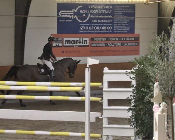 Reitturnier Viernheim 2019