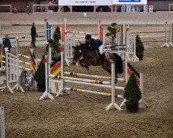 jumper Samson Popular (Welsh-Cob (Sek. D), 2011, from Caedelyn Brenin Aur)