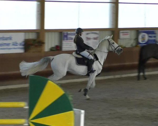 Reitturnier Dettingen 2019