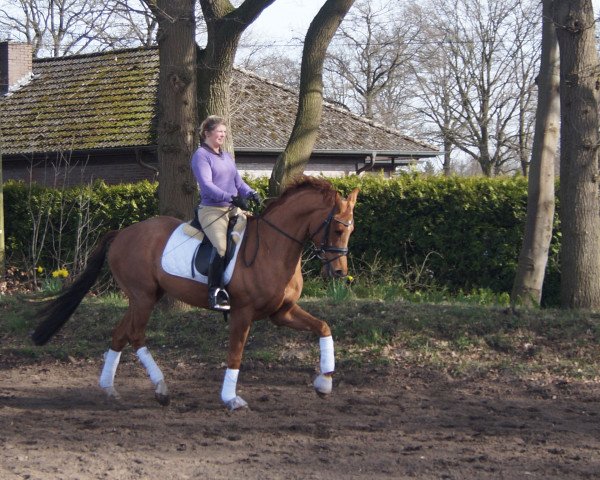 horse Vanvcouvers Bailys (Westphalian, 2012, from Vitalis)