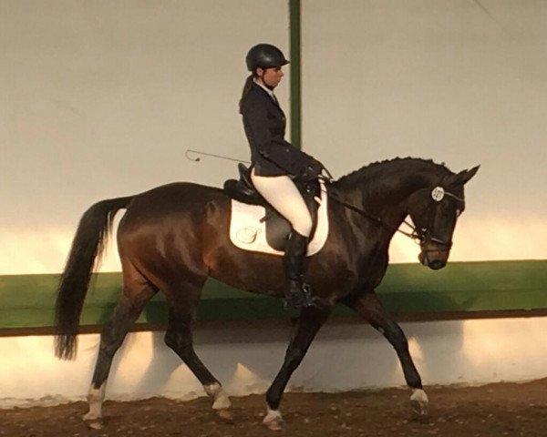 dressage horse Fedelta (Rhinelander, 2009, from Flatley 2)