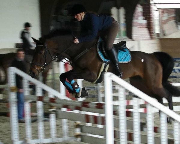 jumper Dorle 107 (Württemberger, 2010, from Darc Rouge)