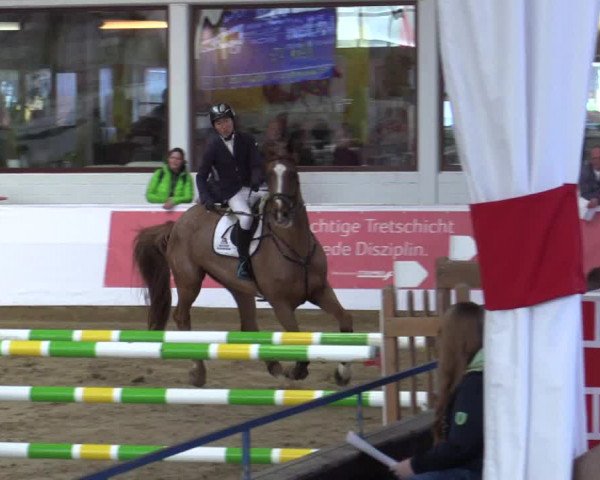 Reitturnier Borken 2019