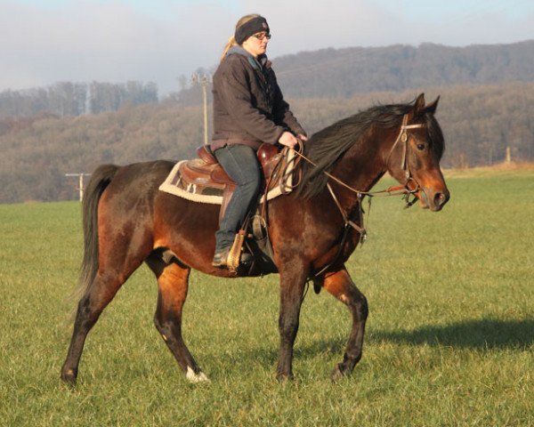 horse Eltar (Arabian purebred, 2013, from Kahil Al Shaqab ox)