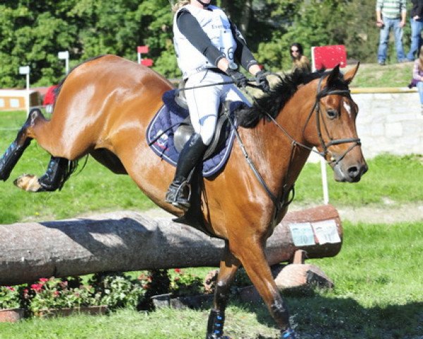 horse Urleven Barnaul Sl (Holsteiner, 2007, from Urleven Pironniere)