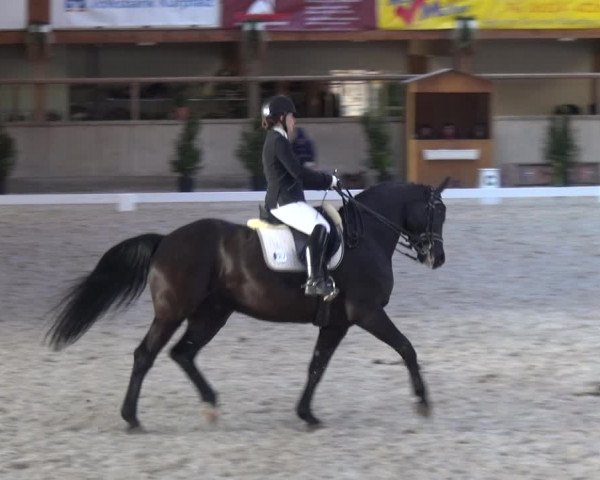 Reitturnier Heidelberg-Kirchheim 2019