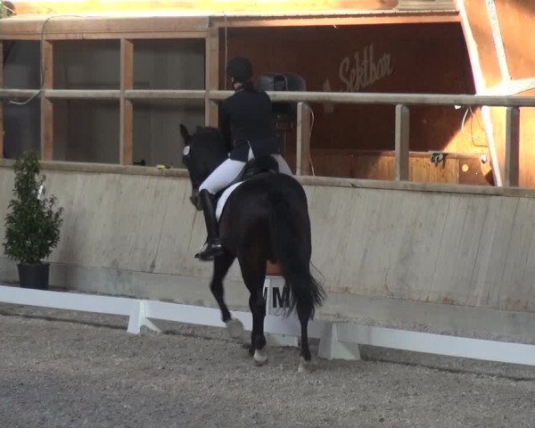 Reitturnier Heidelberg-Kirchheim 2019