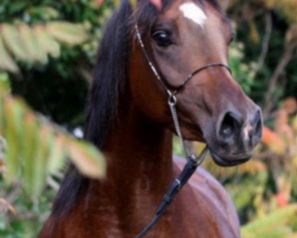 broodmare Hamaahr (Arabian purebred, 2012, from Emiratus B EAO)