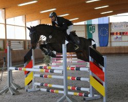Springpferd Gerrit (KWPN (Niederländisches Warmblut), 2011, von Vigo d'Arsouilles)