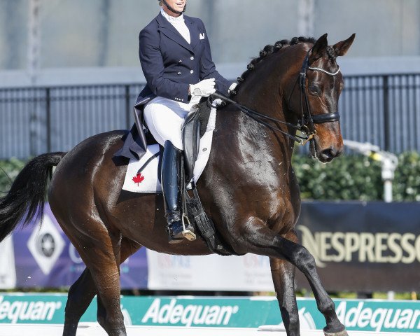 dressage horse Zz Top R&d (KWPN (Royal Dutch Sporthorse), 2004, from Quattro B) dressage horse Zz Top R&d (KWPN (Royal Dutch Sporthorse), 2004, from Quattro B)
