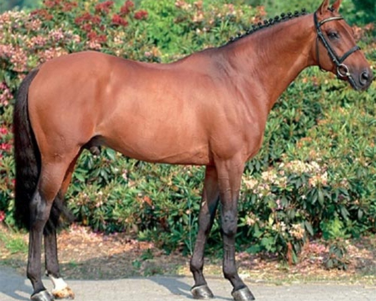 stallion Fandzi de St Paul AA (Anglo-Arabs, 1993, from Ultra de Rouhet AA)