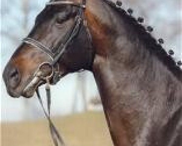 stallion Acteur As (Bavarian, 2001, from Alvarez)