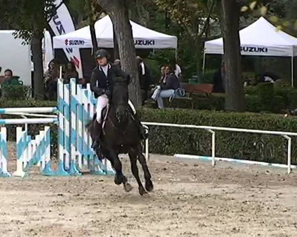 jumper Red Lady du Coty (Selle Français, 2005, from Fandzi de St Paul AA)