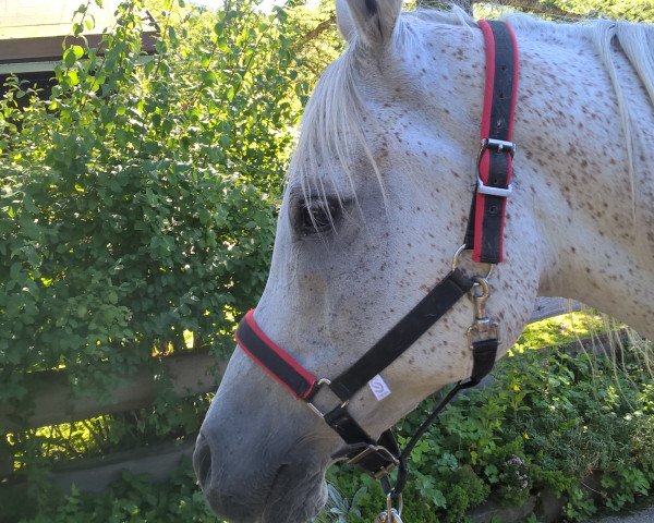 horse Kyall (Arabian purebred, 1993, from Kauri ox) horse Kyall (Arabian purebred, 1993, from Kauri ox)