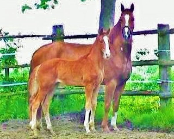 horse Lukas (Hanoverian, 2005, from Londonderry)